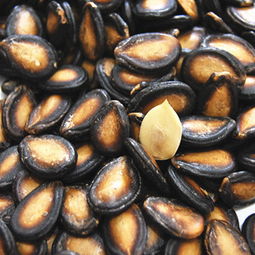 品味經(jīng)典 散裝五香瓜子與黑西瓜子的多重選擇